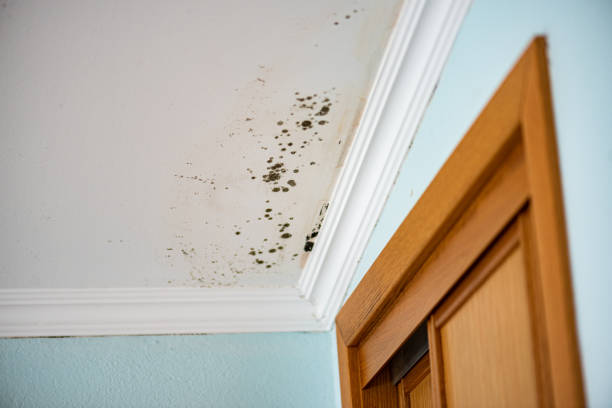 Saltillo, MS Mold Remediation Company