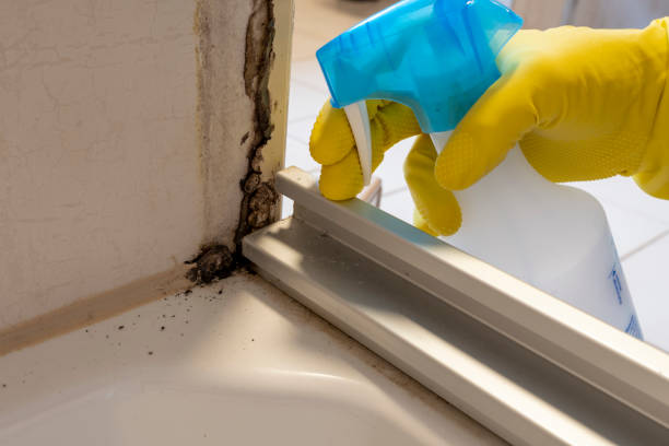 Best Emergency Mold Remediation in Saltillo, MS