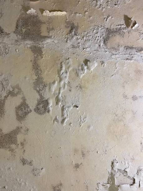 Best Residential Mold Remediation in Saltillo, MS